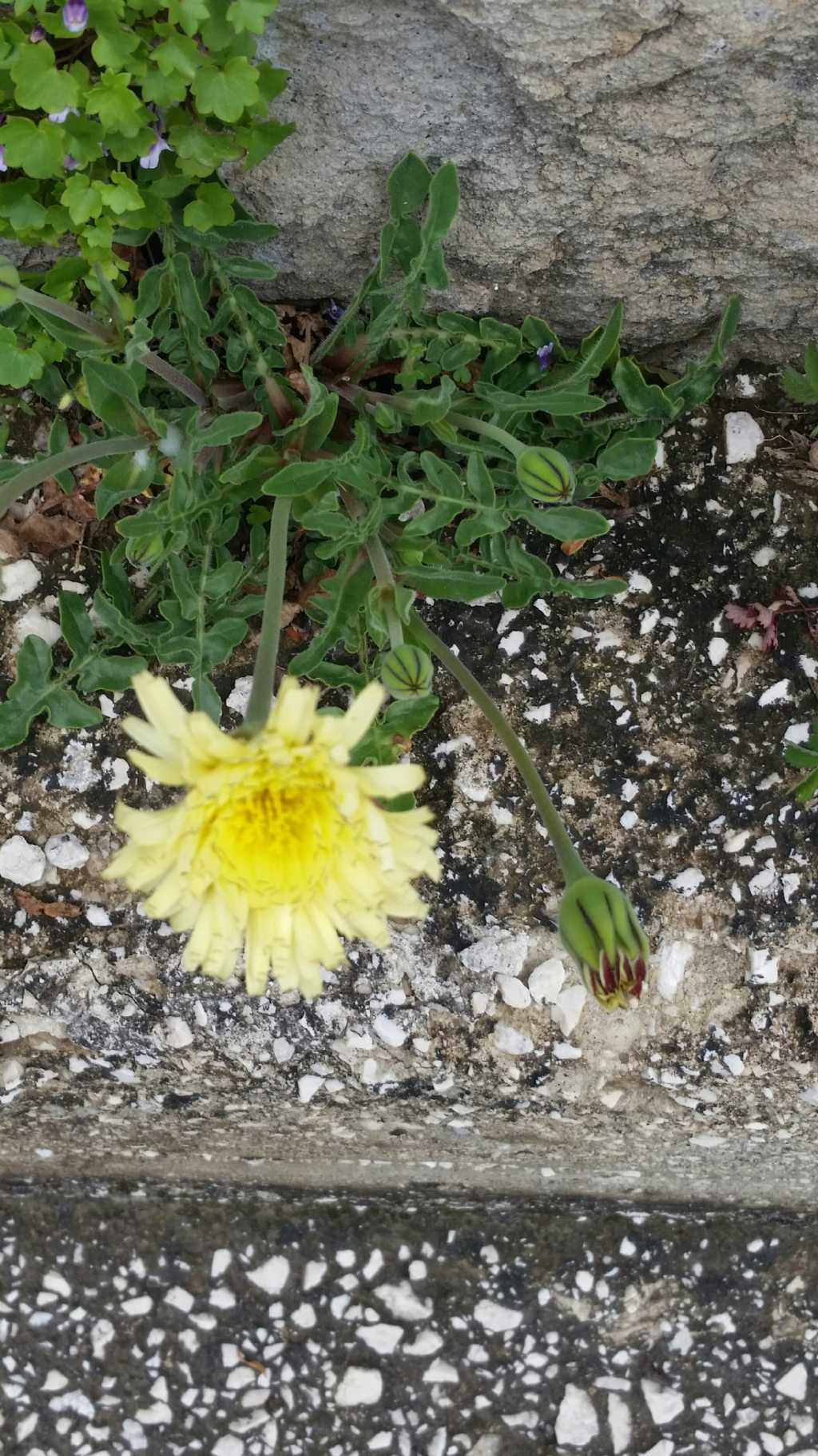 Urospermum dalechampii  (Asteraceae)